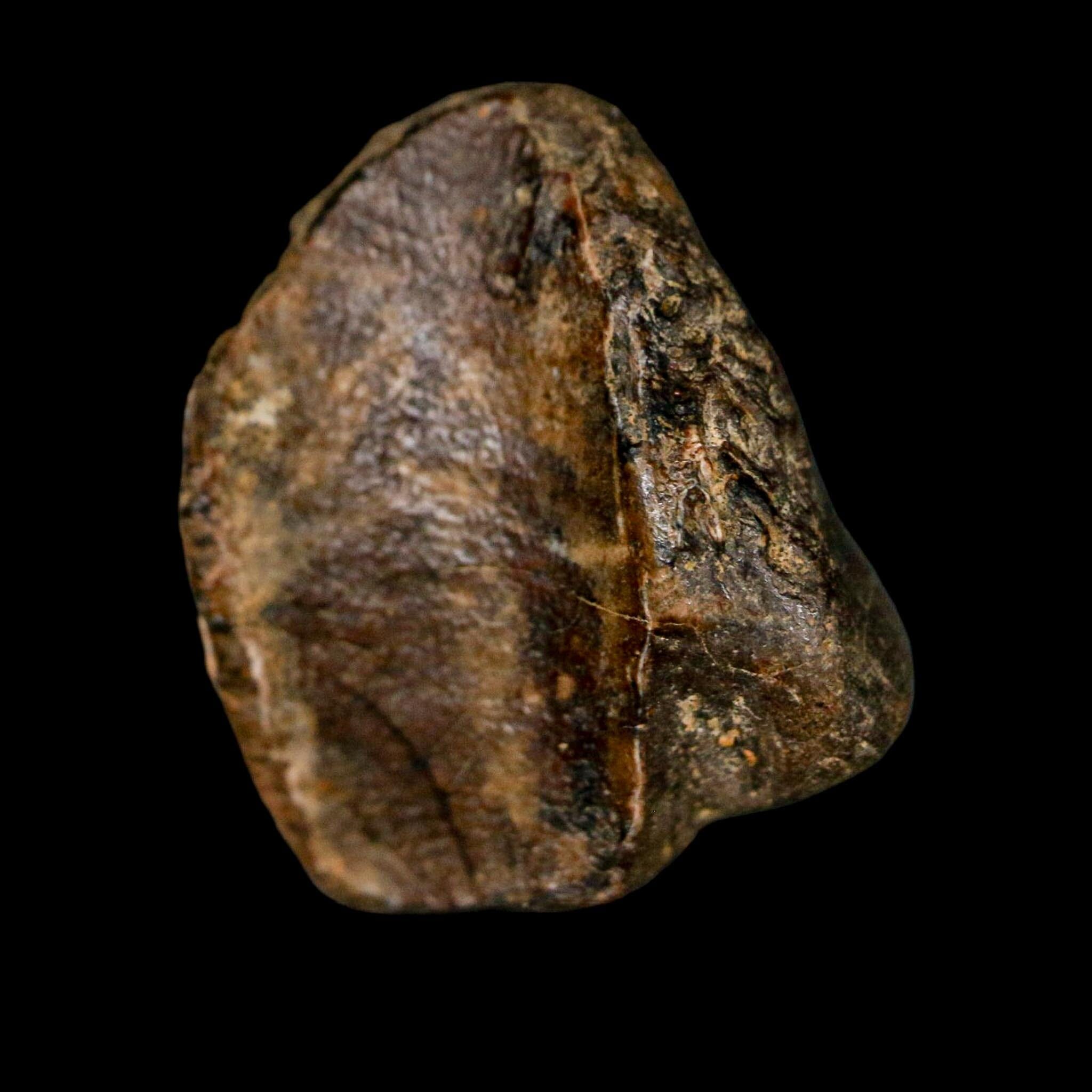XL 0.8" Triceratops Fossil Tooth Crown Lance Creek FM Cretaceous Dinosaur WY COA - Fossil Age Minerals