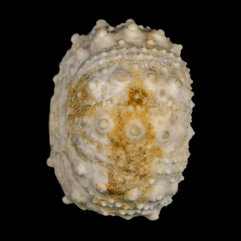 34MM Detailed Fossil Goniopygus Sp Sea Urchin Echinoid Cretaceous Morocco - Fossil Age Minerals