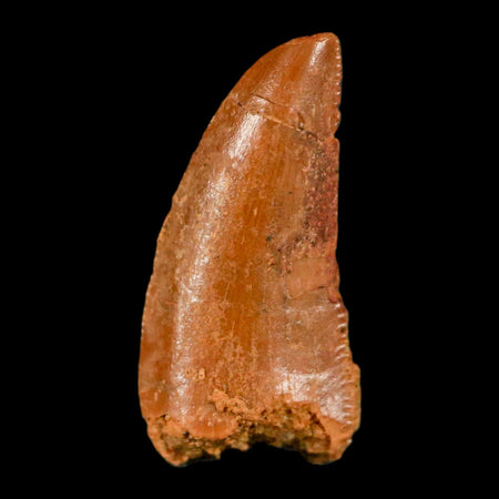 0.7" Abelisaur Serrated Tooth Fossil Cretaceous Age Dinosaur Morocco COA, Display