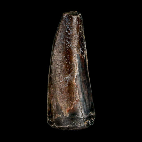 1.9" Sarcosuchus Imperator Crocodile Fossil Tooth Elrhaz FM Cretaceous Niger COA