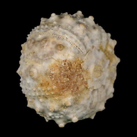 34MM Detailed Fossil Goniopygus Sp Sea Urchin Echinoid Cretaceous Morocco - Fossil Age Minerals