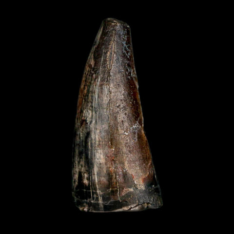 1.9" Sarcosuchus Imperator Crocodile Fossil Tooth Elrhaz FM Cretaceous Niger COA