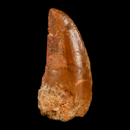 0.7" Abelisaur Serrated Tooth Fossil Cretaceous Age Dinosaur Morocco COA, Display