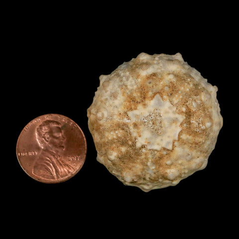 37MM Detailed Fossil Goniopygus Sp Sea Urchin Echinoid Cretaceous Morocco - Fossil Age Minerals