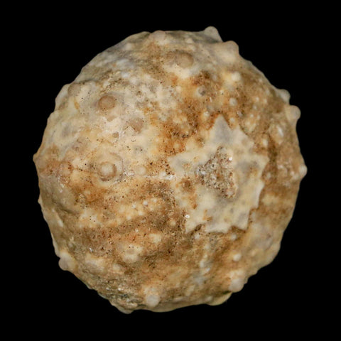 37MM Detailed Fossil Goniopygus Sp Sea Urchin Echinoid Cretaceous Morocco - Fossil Age Minerals