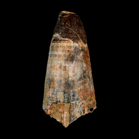 1.8" Sarcosuchus Imperator Crocodile Fossil Tooth Elrhaz FM Cretaceous Niger COA