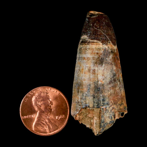 1.8" Sarcosuchus Imperator Crocodile Fossil Tooth Elrhaz FM Cretaceous Niger COA