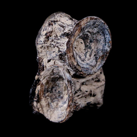 1.4" Xiphactinus Audax Fossil Vertebrae Cretaceous Era Fish Niobrara FM Kansas