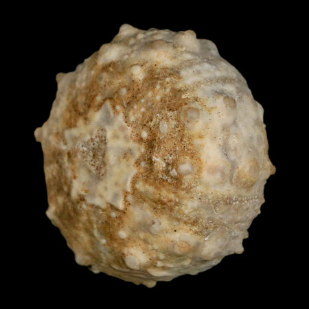 37MM Detailed Fossil Goniopygus Sp Sea Urchin Echinoid Cretaceous Morocco