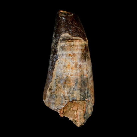 1.8" Sarcosuchus Imperator Crocodile Fossil Tooth Elrhaz FM Cretaceous Niger COA