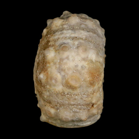 37MM Detailed Fossil Goniopygus Sp Sea Urchin Echinoid Cretaceous Morocco - Fossil Age Minerals