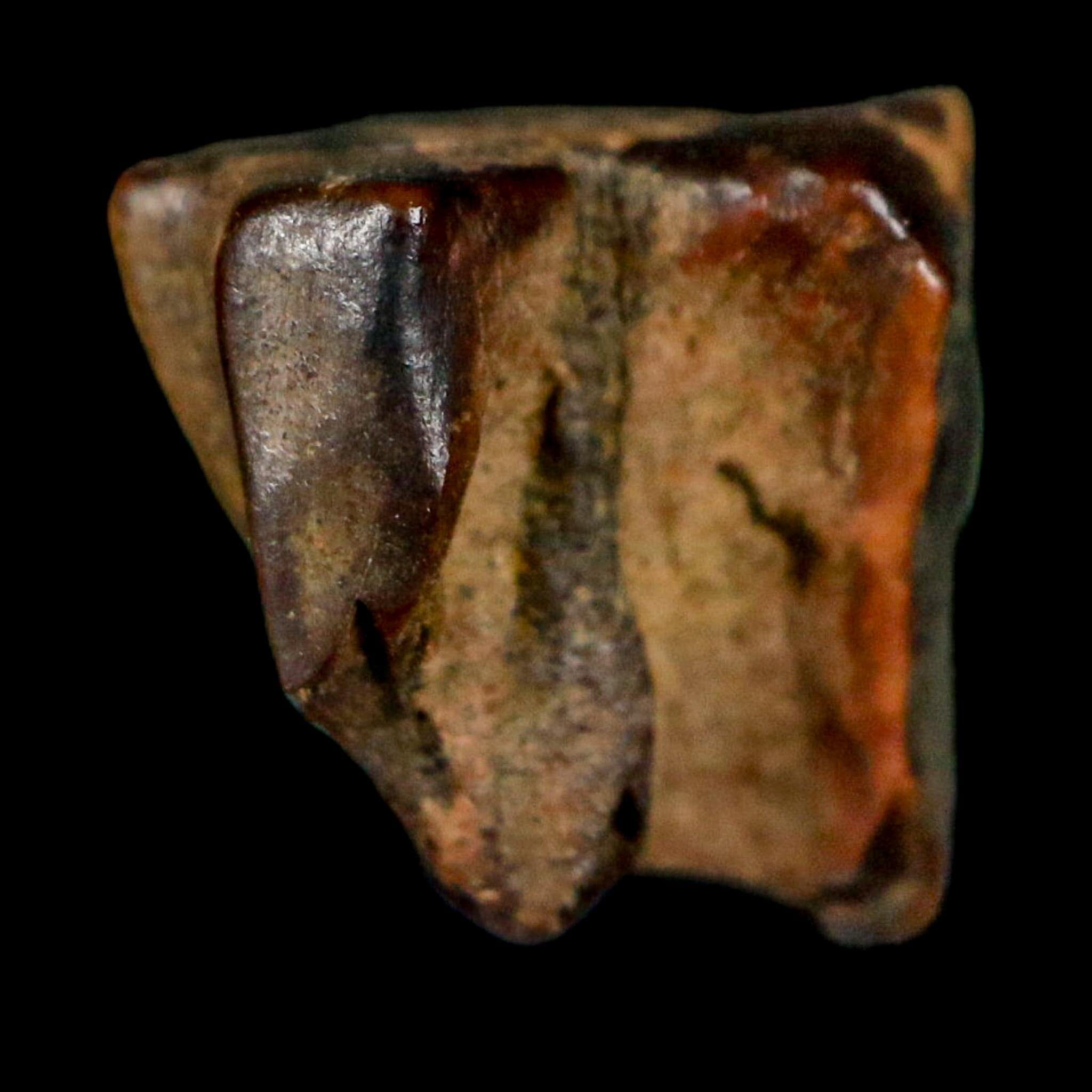 0.4" Triceratops Fossil Tooth Lance Creek FM Cretaceous Dinosaur WY COA Display - Fossil Age Minerals