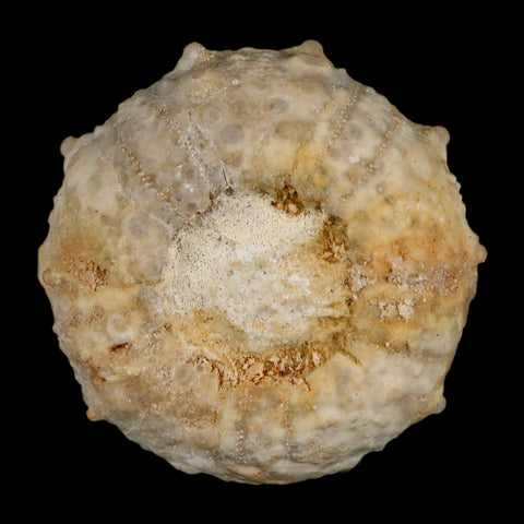37MM Detailed Fossil Goniopygus Sp Sea Urchin Echinoid Cretaceous Morocco - Fossil Age Minerals