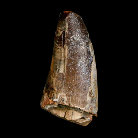 1.8" Sarcosuchus Imperator Crocodile Fossil Tooth Elrhaz FM Cretaceous Niger COA