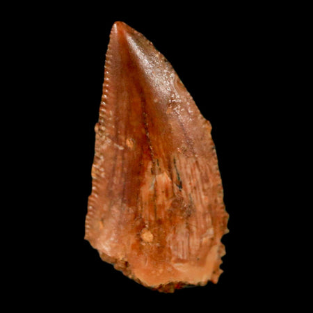 0.6" Abelisaur Serrated Tooth Fossil Cretaceous Age Dinosaur Morocco COA, Display