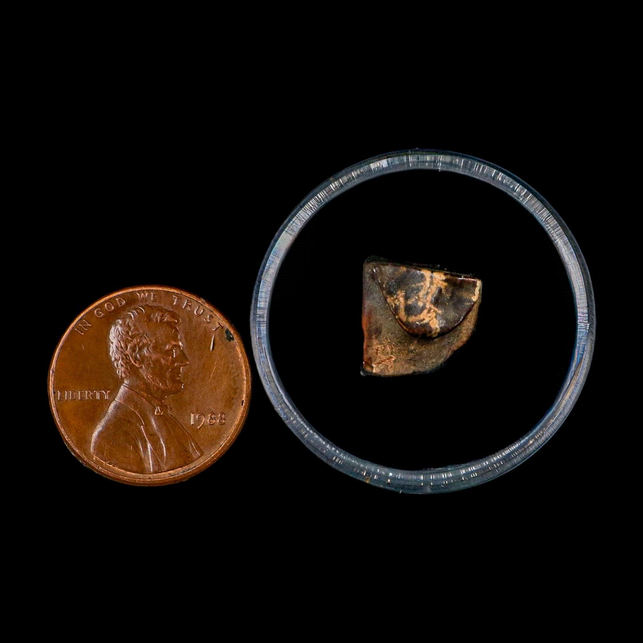 0.4" Triceratops Fossil Tooth Lance Creek FM Cretaceous Dinosaur WY COA Display - Fossil Age Minerals
