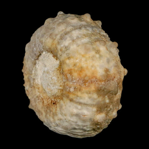 37MM Detailed Fossil Goniopygus Sp Sea Urchin Echinoid Cretaceous Morocco - Fossil Age Minerals