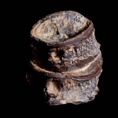 1.3" Xiphactinus Audax Fossil Vertebrae Cretaceous Era Fish Niobrara FM Kansas - Fossil Age Minerals