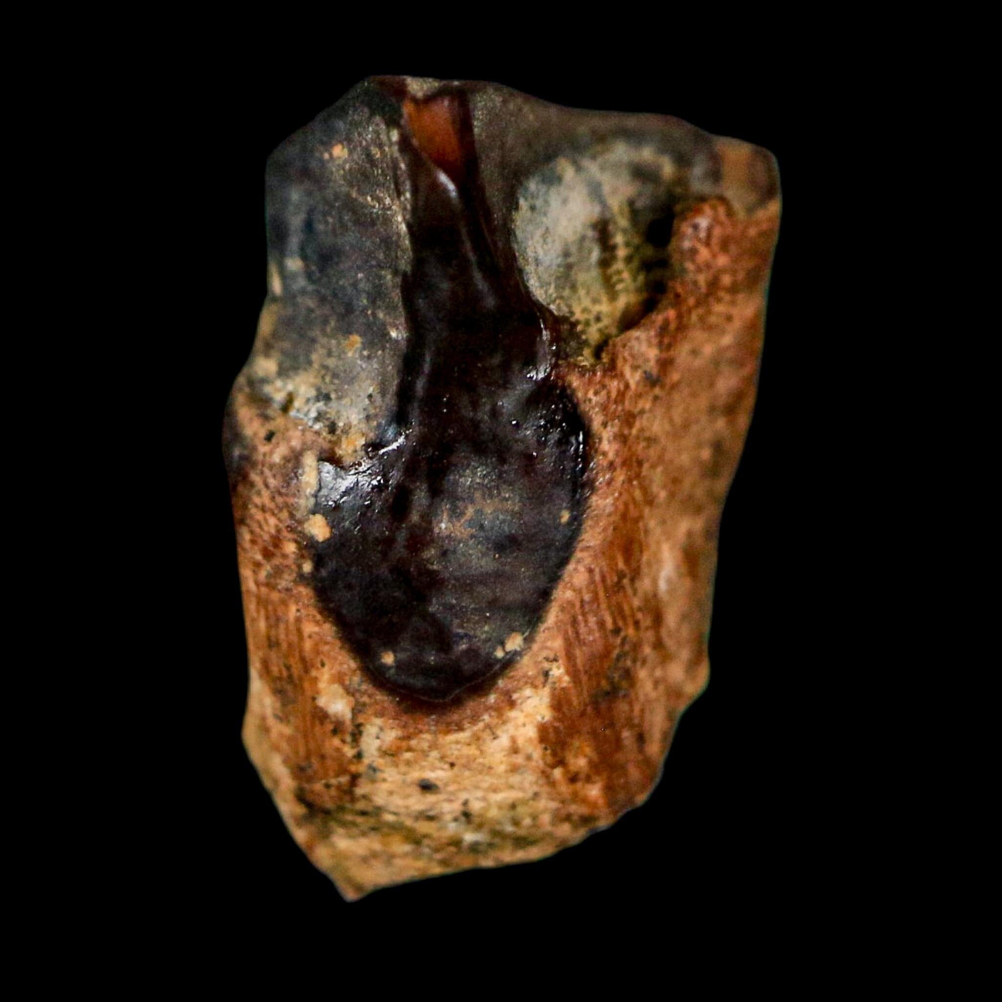 0.6" Triceratops Fossil Tooth Lance Creek FM Cretaceous Dinosaur WY COA Display - Fossil Age Minerals