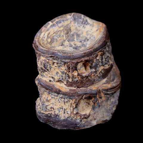 1.3" Xiphactinus Audax Fossil Vertebrae Cretaceous Era Fish Niobrara FM Kansas - Fossil Age Minerals