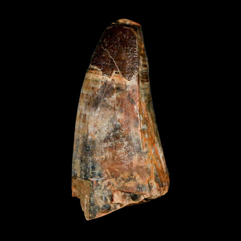 1.8" Sarcosuchus Imperator Crocodile Fossil Tooth Elrhaz FM Cretaceous Niger COA