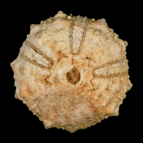 39MM Detailed Fossil Goniopygus Sp Sea Urchin Echinoid Cretaceous Morocco - Fossil Age Minerals