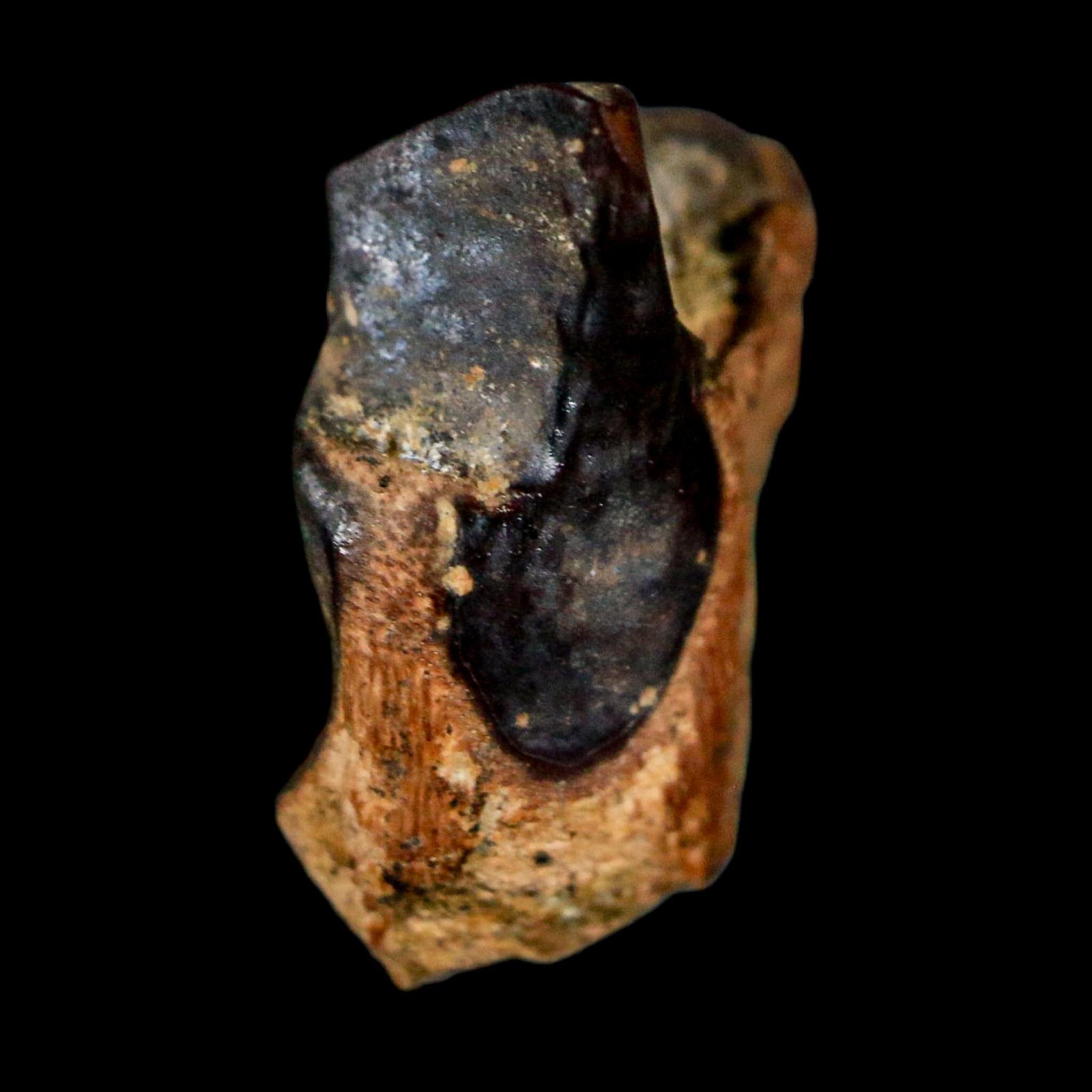 0.6" Triceratops Fossil Tooth Lance Creek FM Cretaceous Dinosaur WY COA Display - Fossil Age Minerals