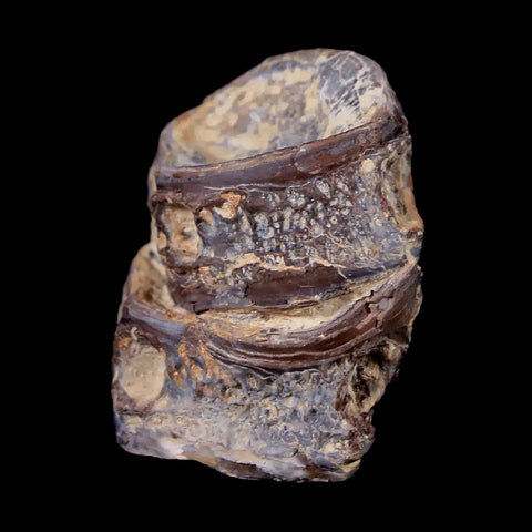 1.3" Xiphactinus Audax Fossil Vertebrae Cretaceous Era Fish Niobrara FM Kansas - Fossil Age Minerals