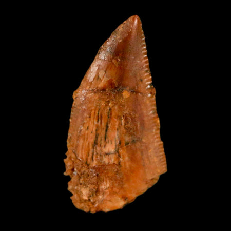 0.6" Abelisaur Serrated Tooth Fossil Cretaceous Age Dinosaur Morocco COA, Display