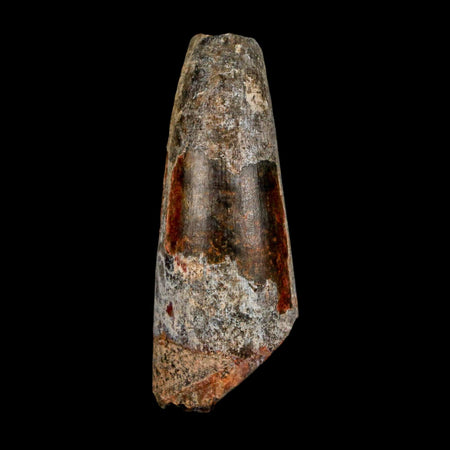 2" Sarcosuchus Imperator Crocodile Fossil Tooth Elrhaz FM Cretaceous Niger COA