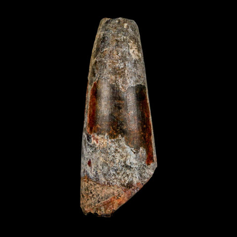 2" Sarcosuchus Imperator Crocodile Fossil Tooth Elrhaz FM Cretaceous Niger COA