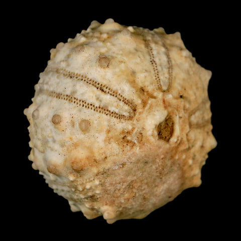 39MM Detailed Fossil Goniopygus Sp Sea Urchin Echinoid Cretaceous Morocco - Fossil Age Minerals