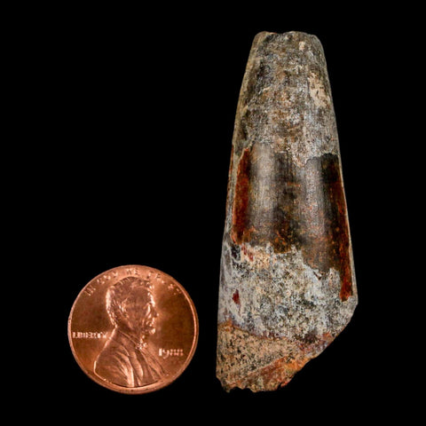 2" Sarcosuchus Imperator Crocodile Fossil Tooth Elrhaz FM Cretaceous Niger COA