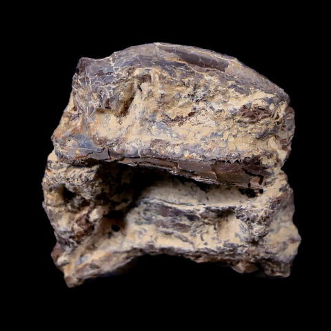 1.3" Xiphactinus Audax Fossil Vertebrae Cretaceous Era Fish Niobrara FM Kansas - Fossil Age Minerals