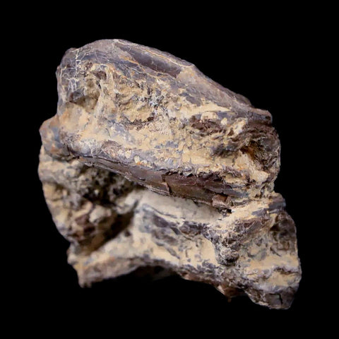 1.3" Xiphactinus Audax Fossil Vertebrae Cretaceous Era Fish Niobrara FM Kansas - Fossil Age Minerals