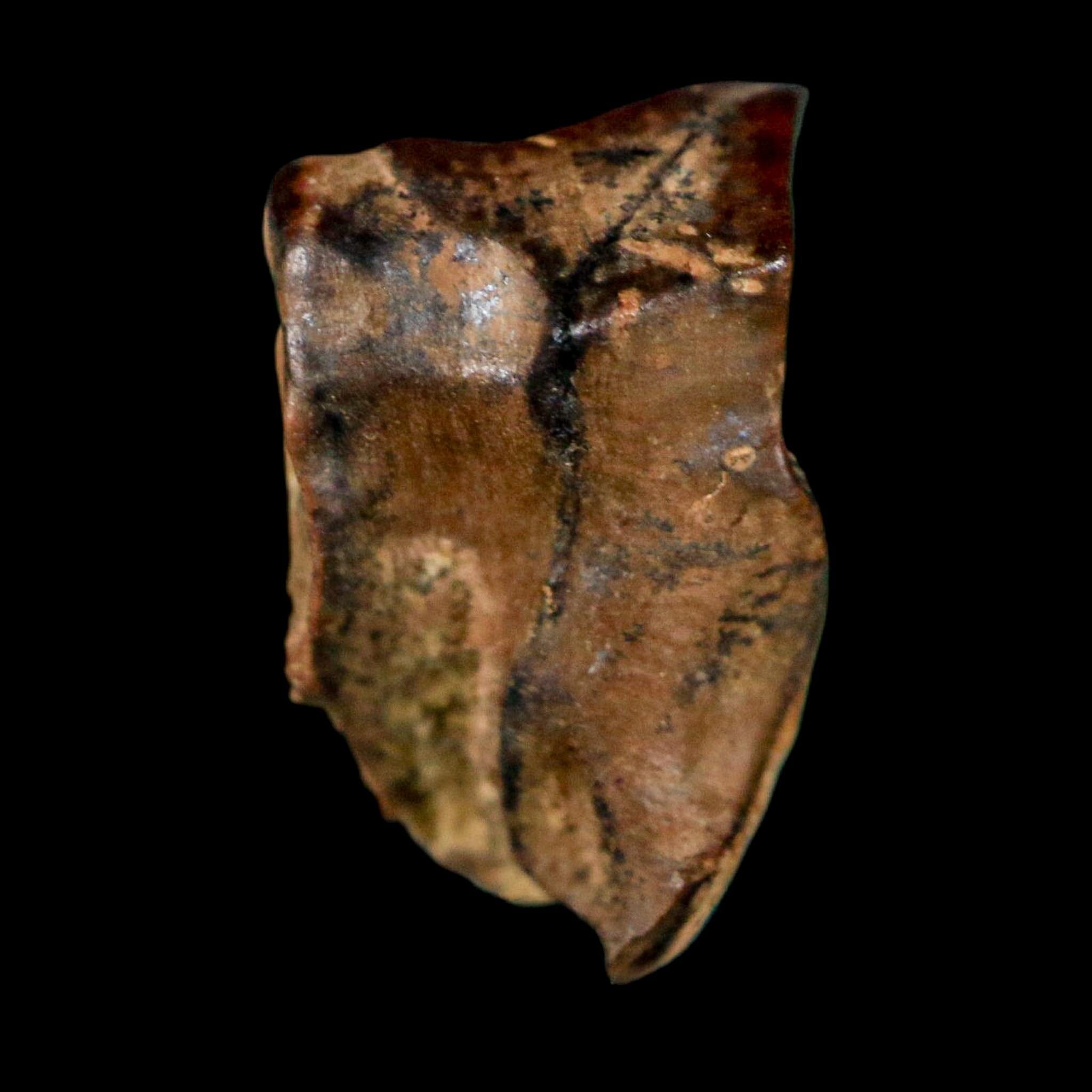 0.6" Triceratops Fossil Tooth Lance Creek FM Cretaceous Dinosaur WY COA Display - Fossil Age Minerals