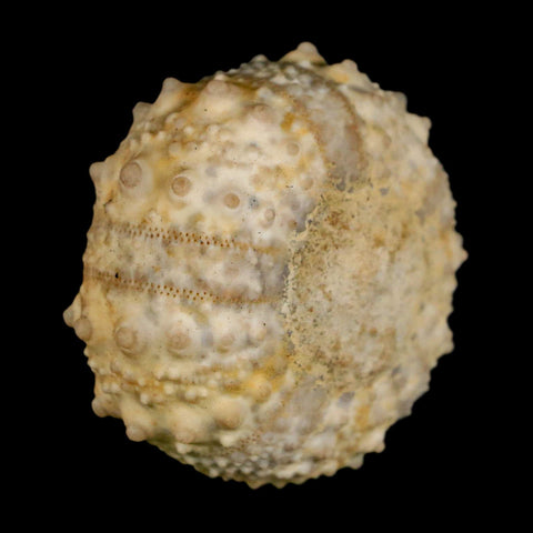 39MM Detailed Fossil Goniopygus Sp Sea Urchin Echinoid Cretaceous Morocco - Fossil Age Minerals