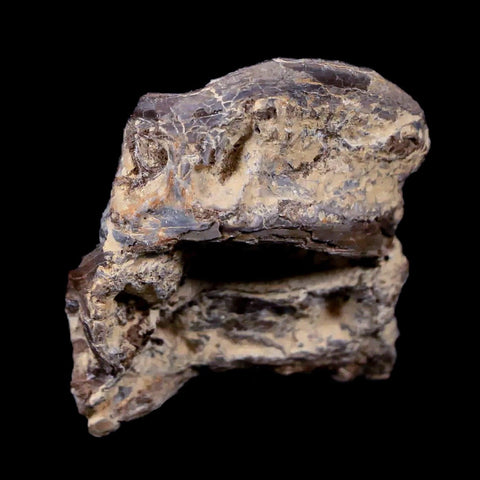 1.3" Xiphactinus Audax Fossil Vertebrae Cretaceous Era Fish Niobrara FM Kansas - Fossil Age Minerals