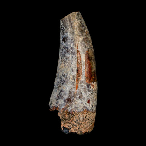 2" Sarcosuchus Imperator Crocodile Fossil Tooth Elrhaz FM Cretaceous Niger COA