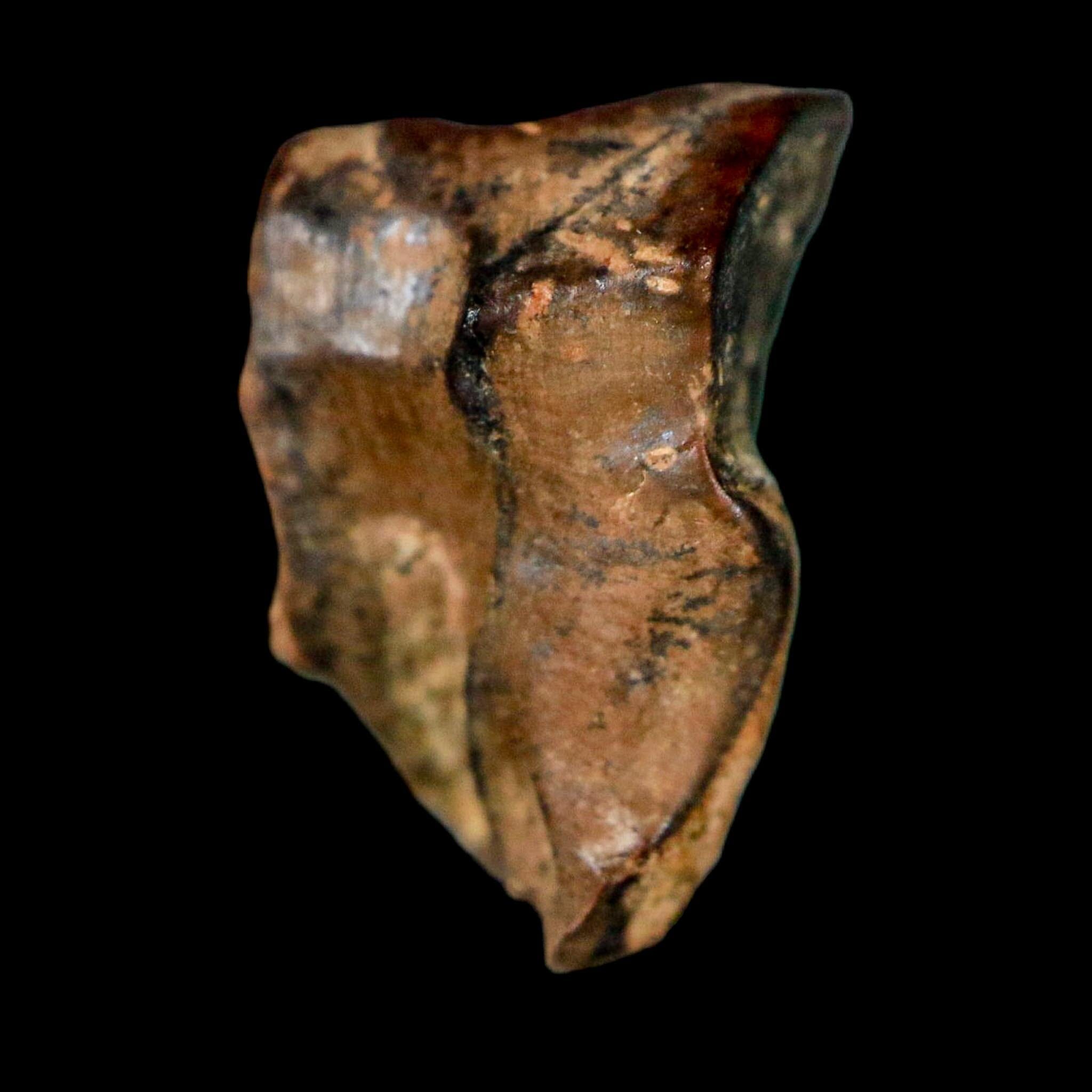 0.6" Triceratops Fossil Tooth Lance Creek FM Cretaceous Dinosaur WY COA Display - Fossil Age Minerals