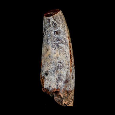 2" Sarcosuchus Imperator Crocodile Fossil Tooth Elrhaz FM Cretaceous Niger COA