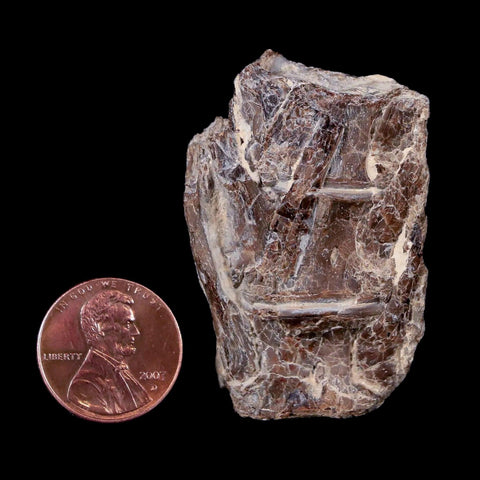 1.9" Xiphactinus Audax Fossil Vertebrae Cretaceous Era Fish Niobrara FM Kansas - Fossil Age Minerals