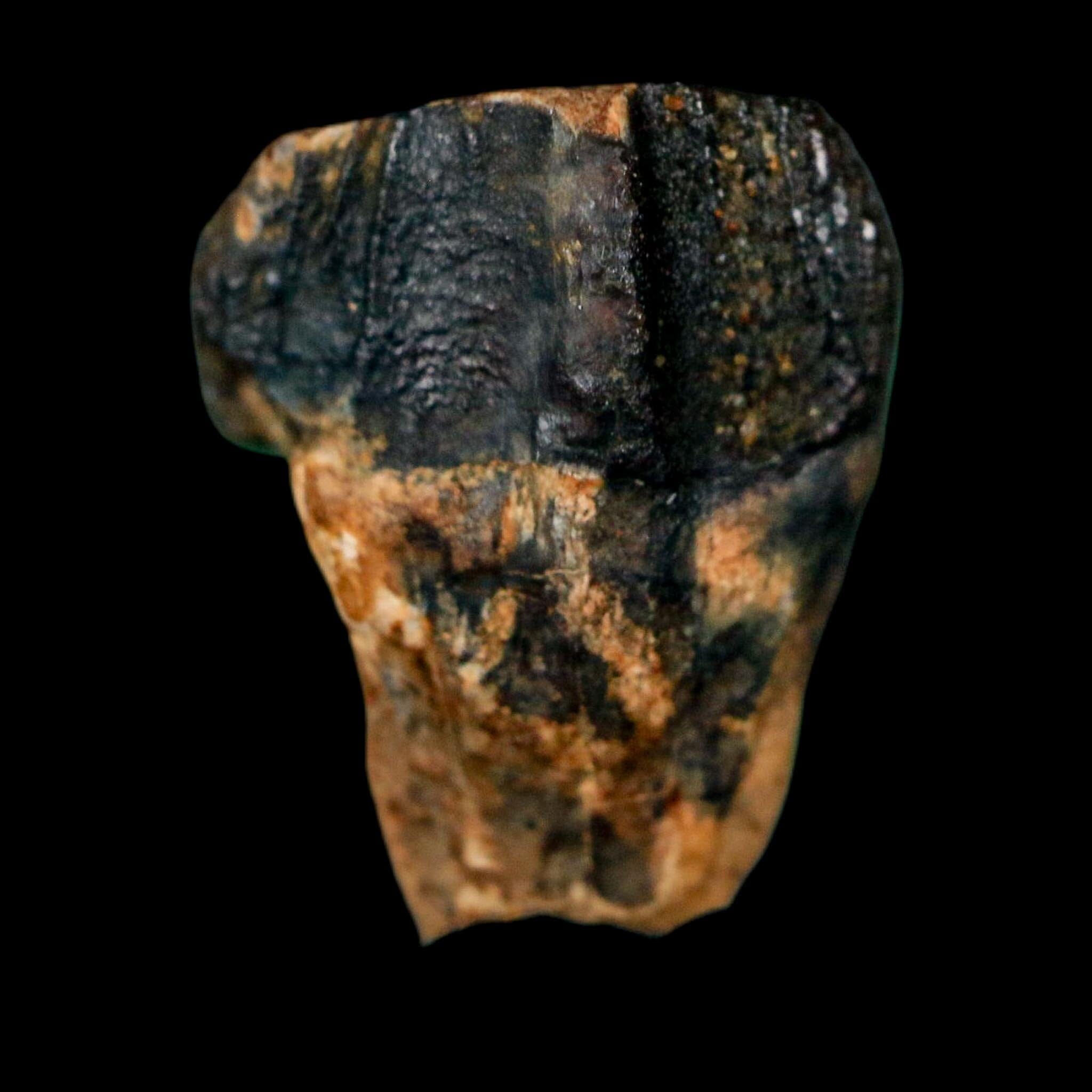0.7" Triceratops Fossil Crown Tooth Hell Creek FM Cretaceous Dinosaur MT COA - Fossil Age Minerals