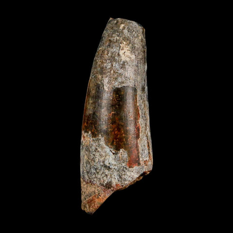 2" Sarcosuchus Imperator Crocodile Fossil Tooth Elrhaz FM Cretaceous Niger COA