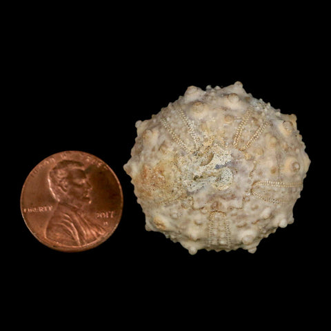 34MM Detailed Fossil Goniopygus Sp Sea Urchin Echinoid Cretaceous Morocco - Fossil Age Minerals