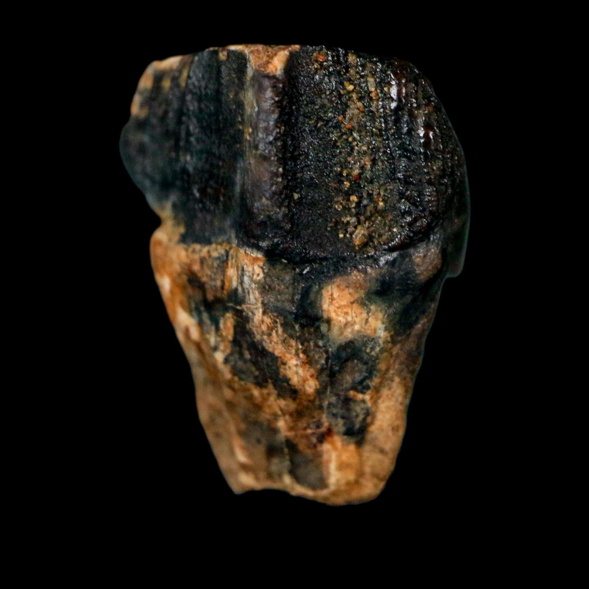 0.7" Triceratops Fossil Crown Tooth Hell Creek FM Cretaceous Dinosaur MT COA - Fossil Age Minerals