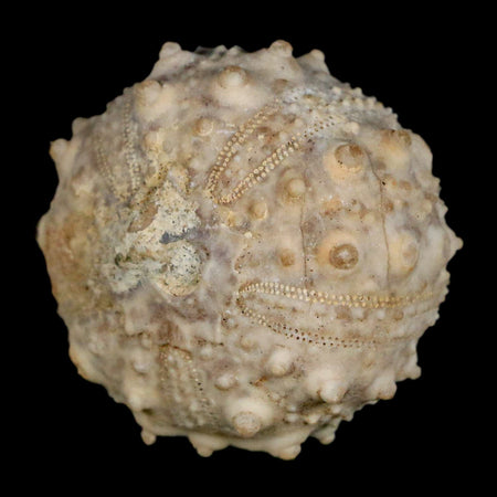 34MM Detailed Fossil Goniopygus Sp Sea Urchin Echinoid Cretaceous Morocco