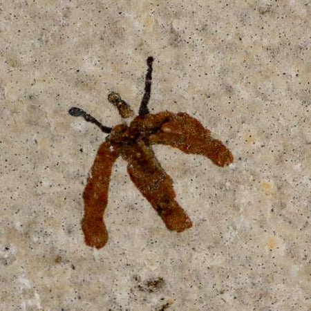 0.4 Detailed Fossil March Fly Insect Green River FM Uintah County UT Eocene Age