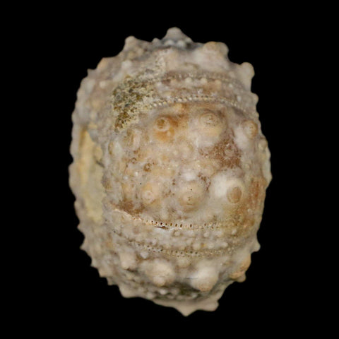 34MM Detailed Fossil Goniopygus Sp Sea Urchin Echinoid Cretaceous Morocco - Fossil Age Minerals