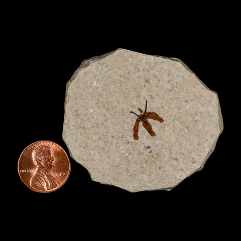 0.4 Detailed Fossil March Fly Insect Green River FM Uintah County UT Eocene Age